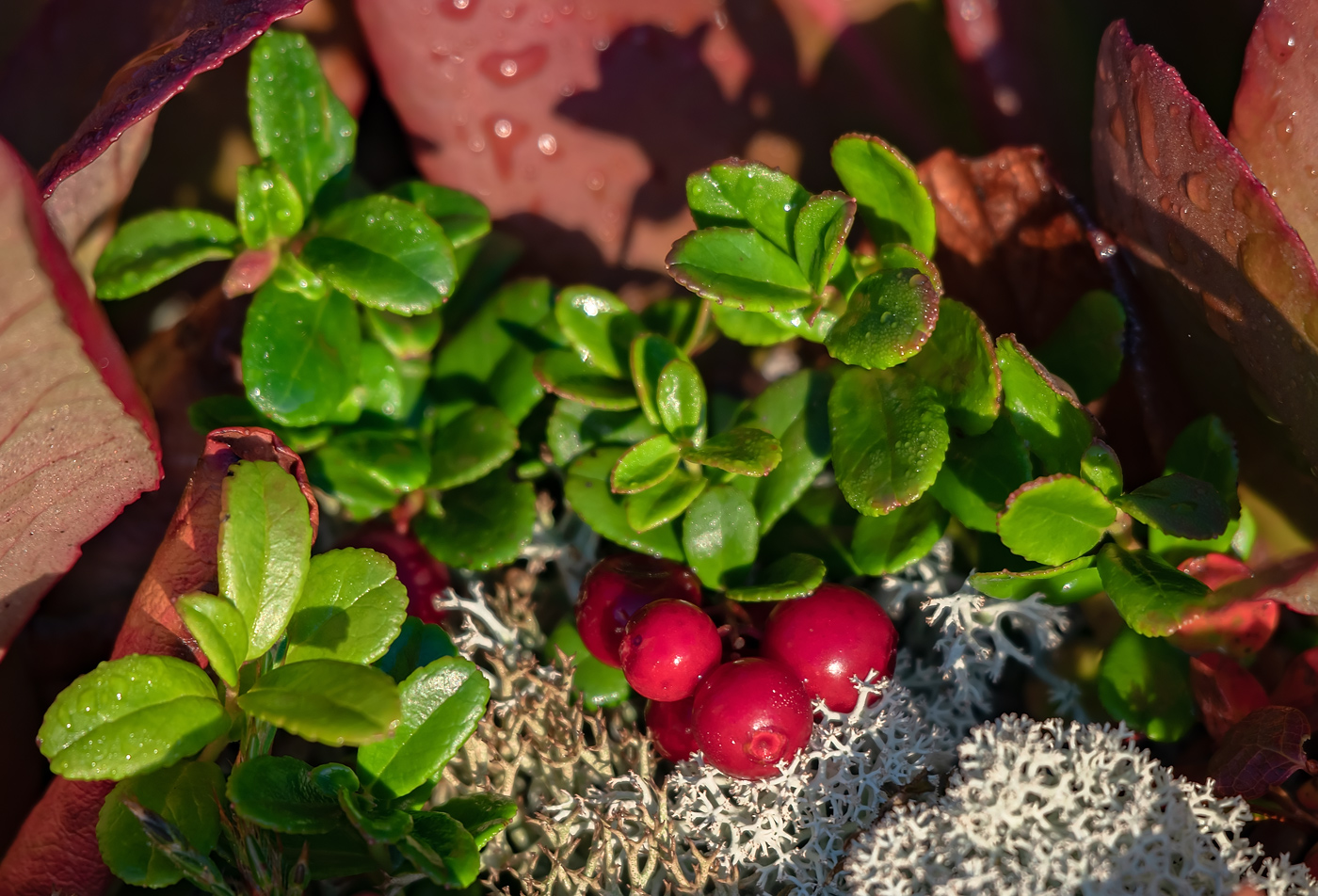 Image of Vaccinium vitis-idaea specimen.