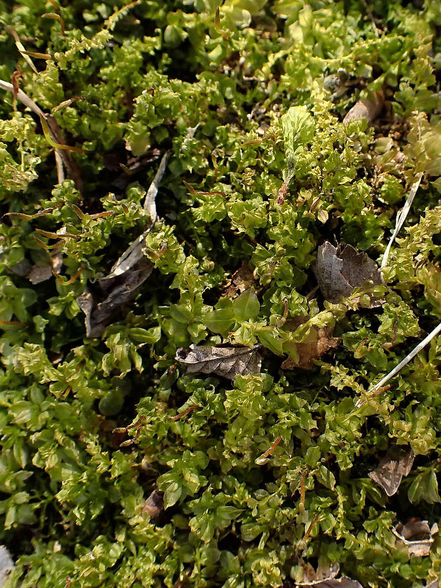 Image of Plagiomnium cuspidatum specimen.