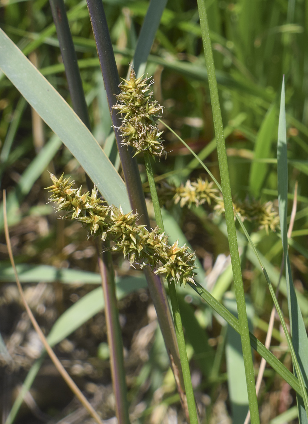 Изображение особи семейство Cyperaceae.
