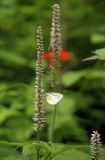 Veronicastrum sibiricum. Соцветие с сидящей бабочкой-белянкой. Южное Приморье, Чёрные горы, заповедник \"Кедровая падь\". 27.06.2007.
