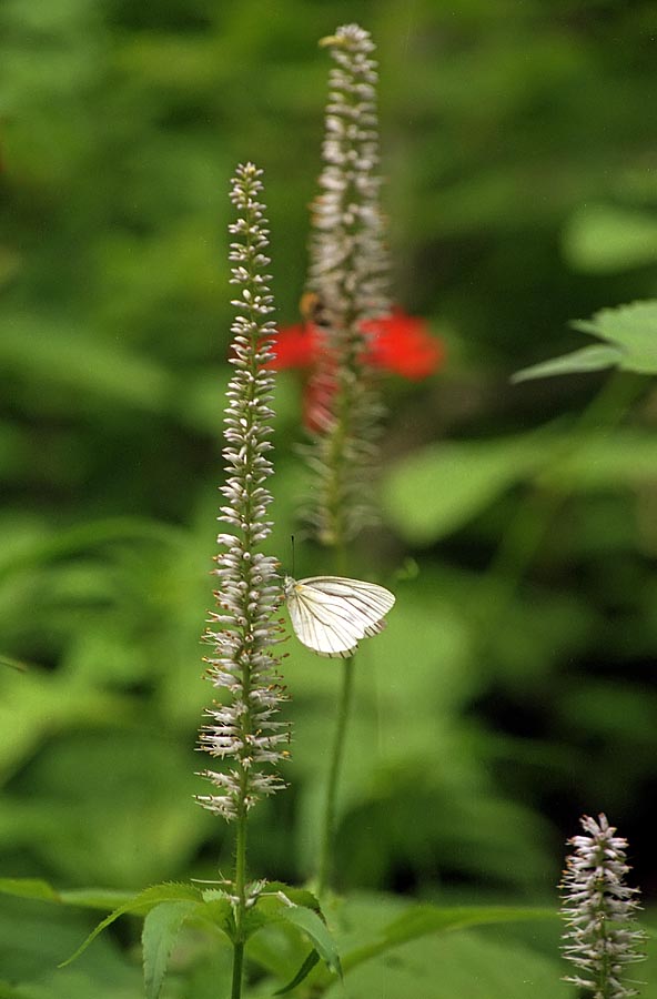 Изображение особи Veronicastrum sibiricum.