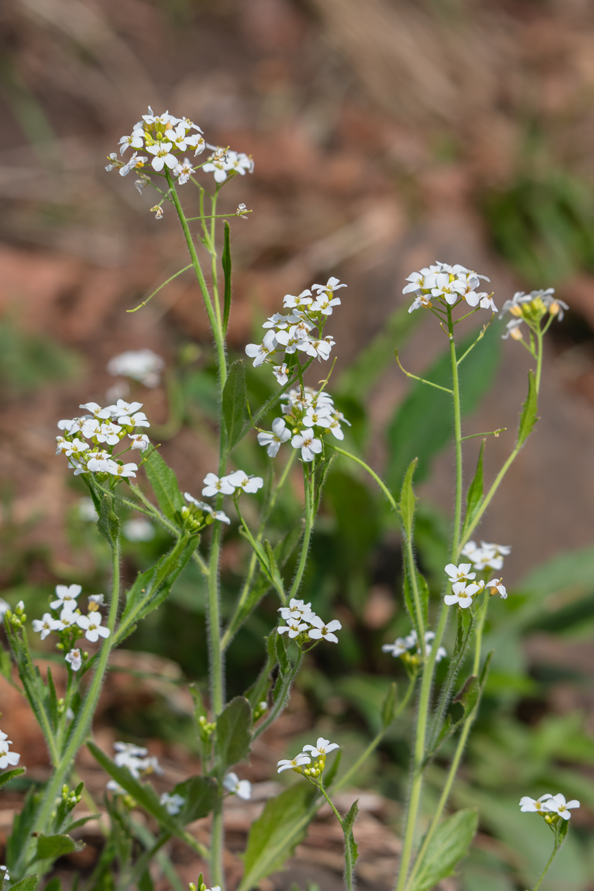 Image of Arabidopsis gemmifera specimen.