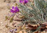 Oxytropis hailarensis. Часть цветущего и плодоносящего растения. Приморский край, Ханкайский р-н, окр. с. Троицкое, берег оз. Ханка, на песках. 25.05.2026.