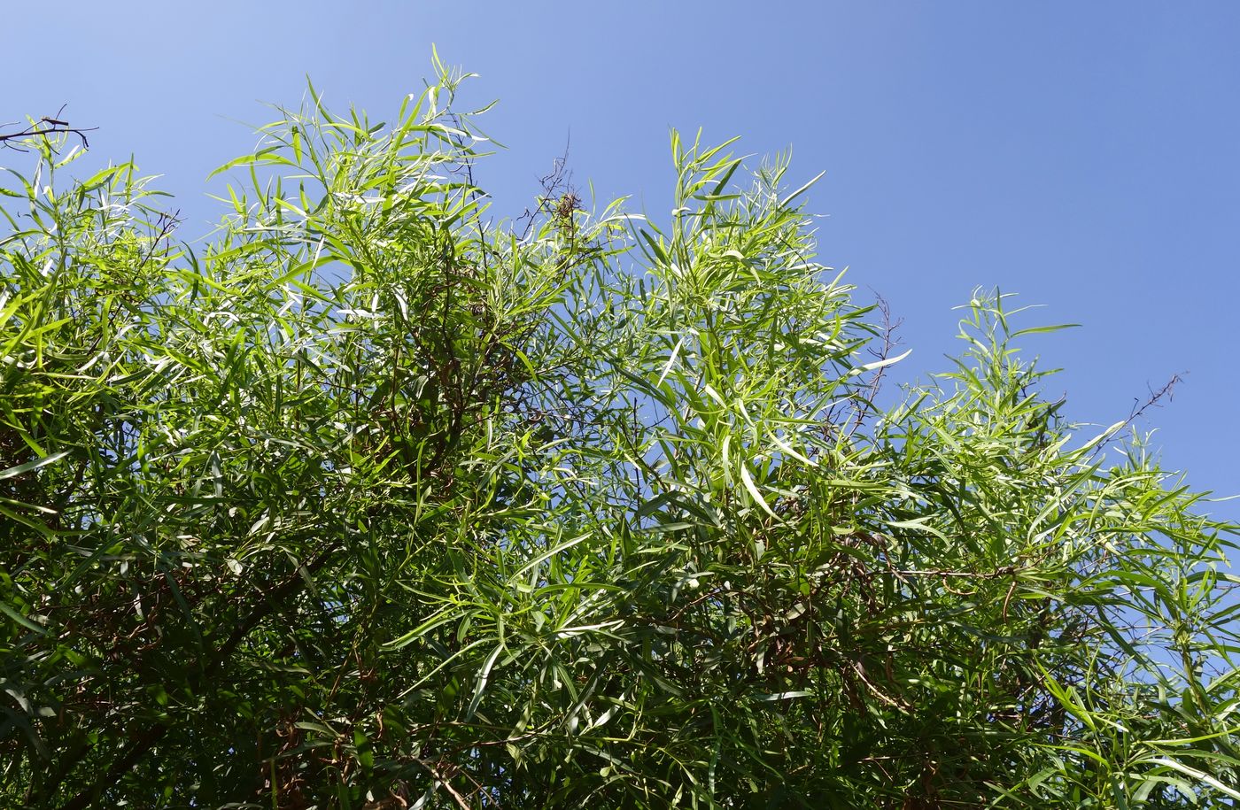 Image of Searsia lancea specimen.