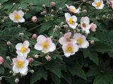 Anemone hupehensis. Цветки и бутоны. Ульяновск, Заволжский р-н, придомовой цветник. 19.07.2026.