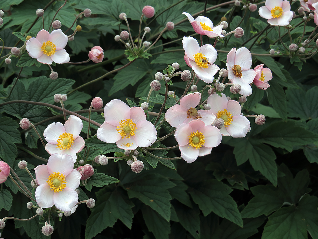 Изображение особи Anemone hupehensis.