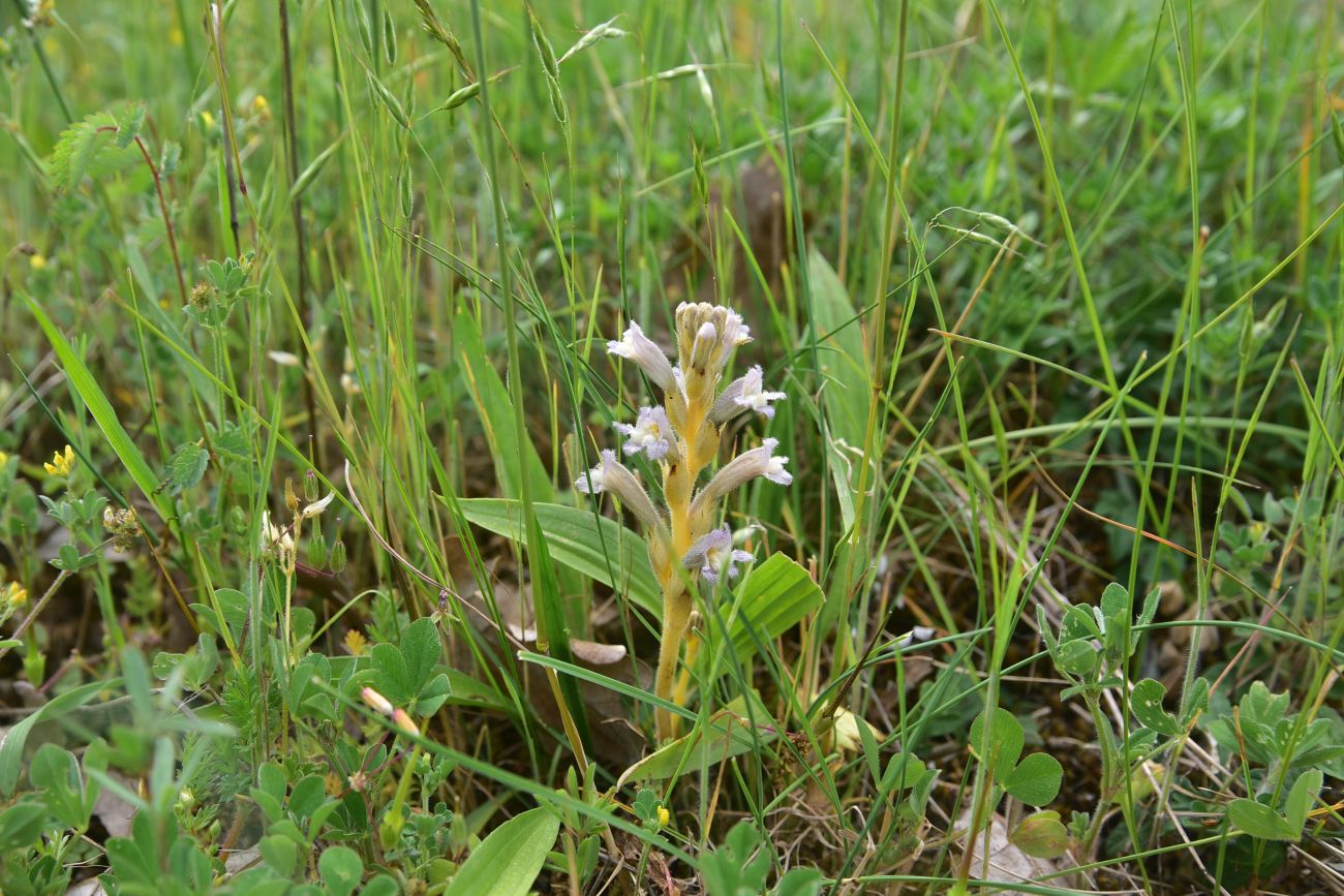 Image of Phelipanche purpurea specimen.