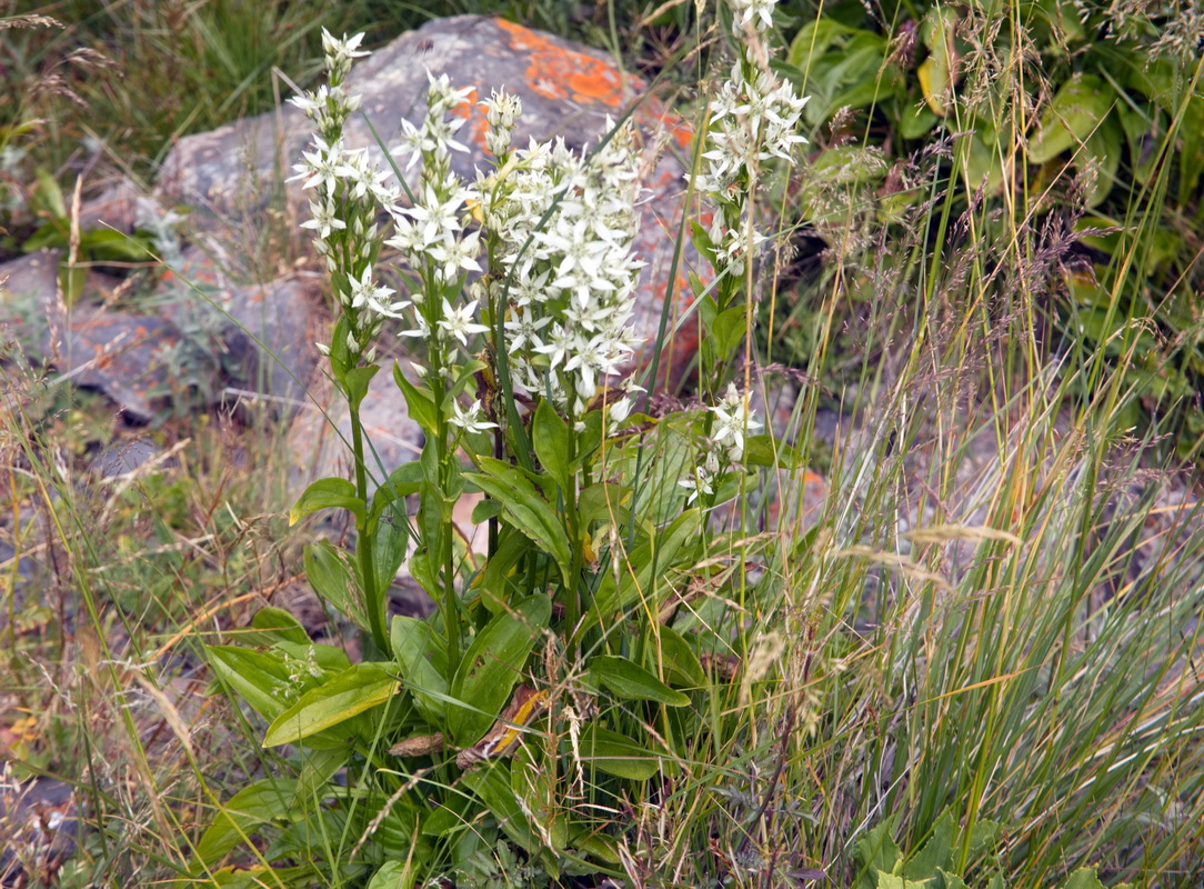 Image of Swertia iberica specimen.