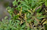 familia Rubiaceae. Верхушки побегов с соплодиями. Португалия, о-в Мадейра, р-н Сейшал, каменистый склон. 19.08.2025.