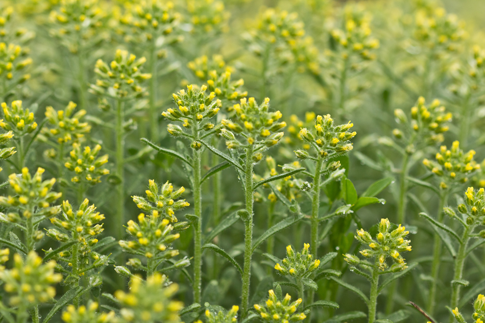 Image of Alyssum hirsutum specimen.