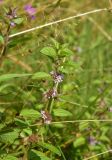 genus Mentha