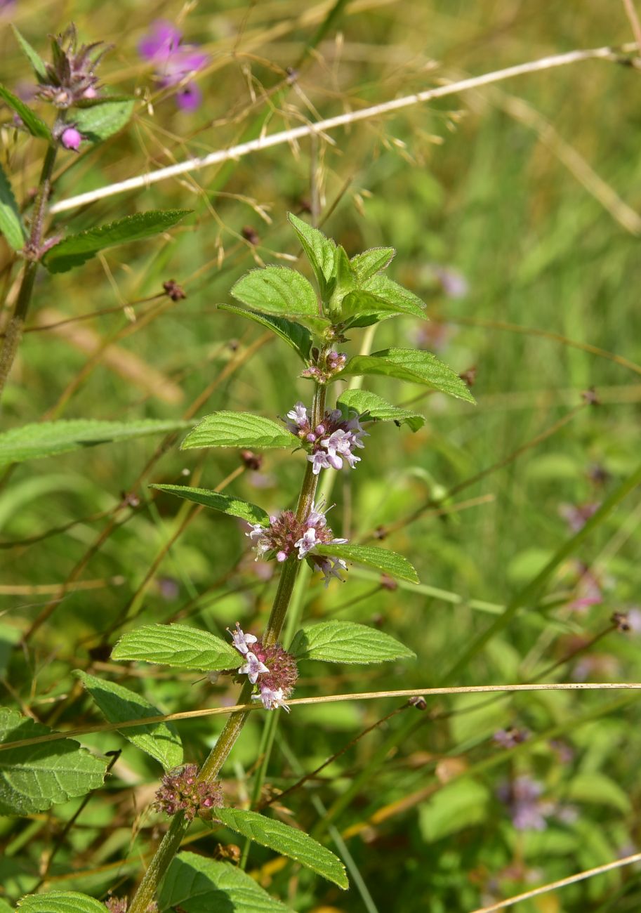 Image of genus Mentha specimen.