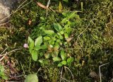 Epilobium anagallidifolium. Цветущее растение на ковре из зелёных мхов. Полярный Урал, перевал между истоком ручья Бадьяёган и верховьем ручья Правый Ханмейшор, микропонижение между камнями. 18.08.2026.
