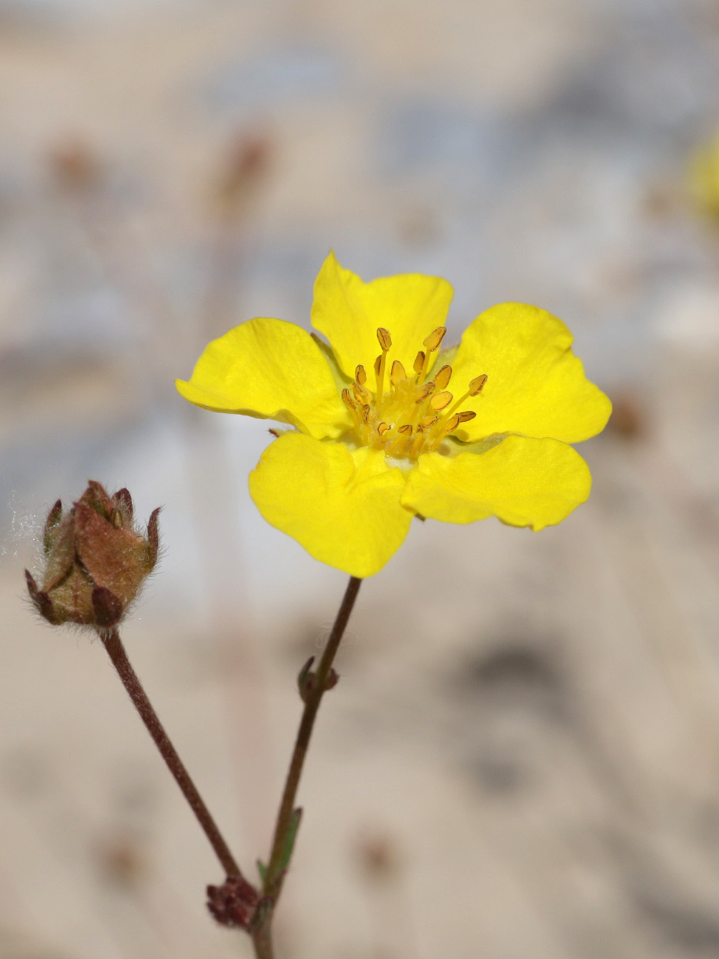 Изображение особи Potentilla virgata.