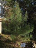 Pinus pityusa. Вегетирующее растение. Абхазия, г. Сухум, Ботанический сад, клумба. 13.08.2024.