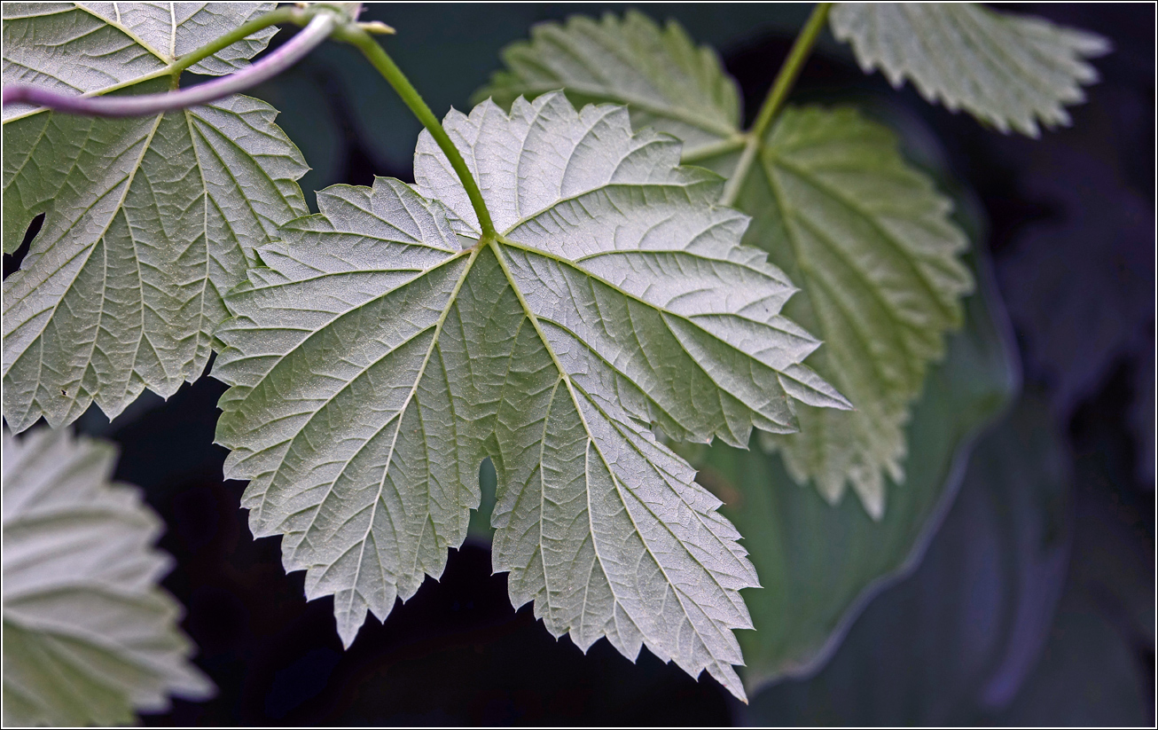Изображение особи Humulus lupulus.
