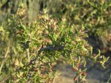 Salsola arbusculiformis