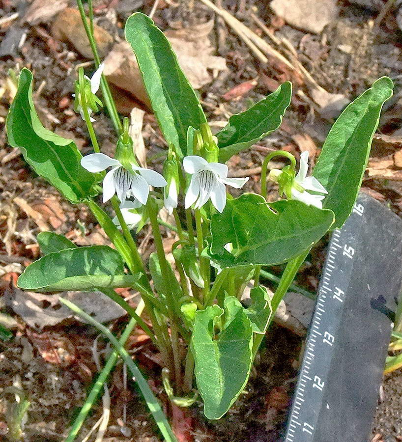 Изображение особи Viola patrinii.