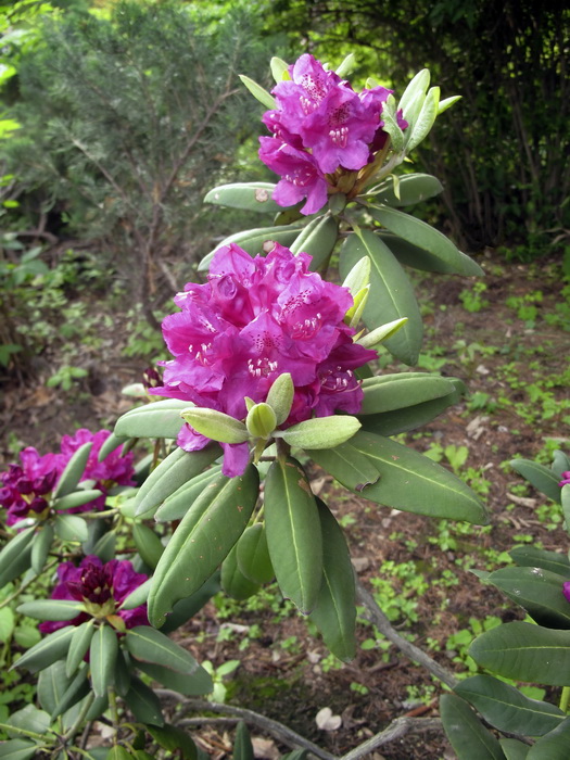 Image of Rhododendron catawbiense specimen.