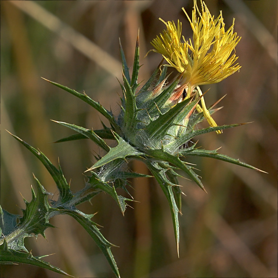 Image of Carthamus lanatus specimen.