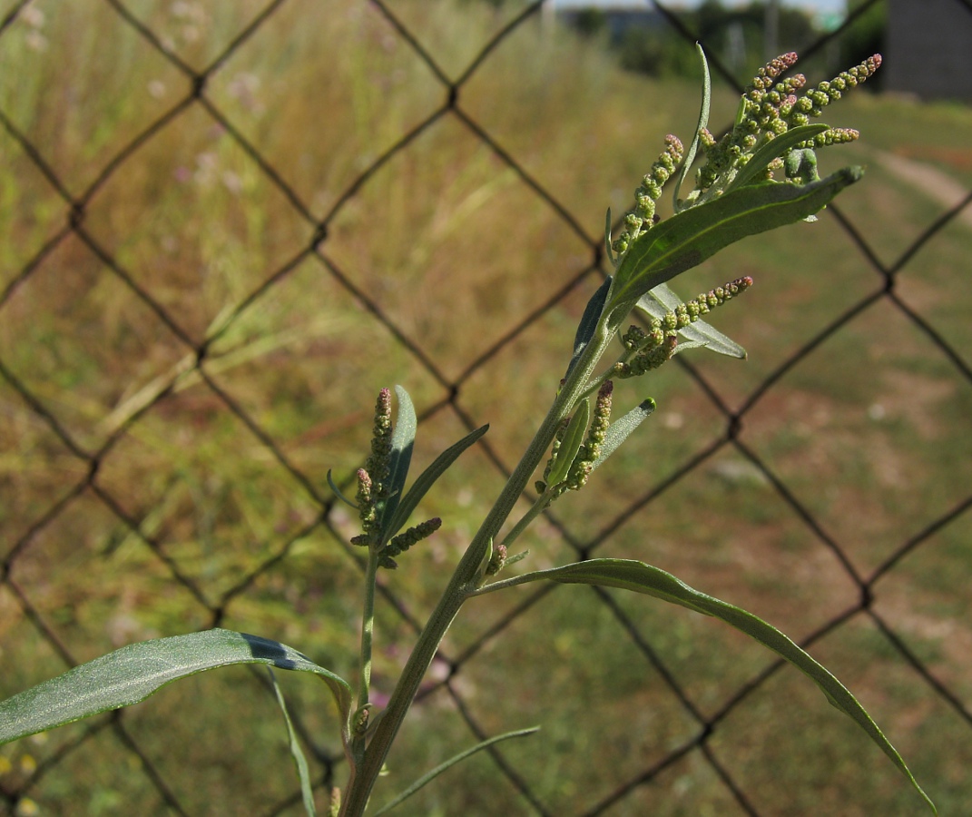 Image of genus Atriplex specimen.