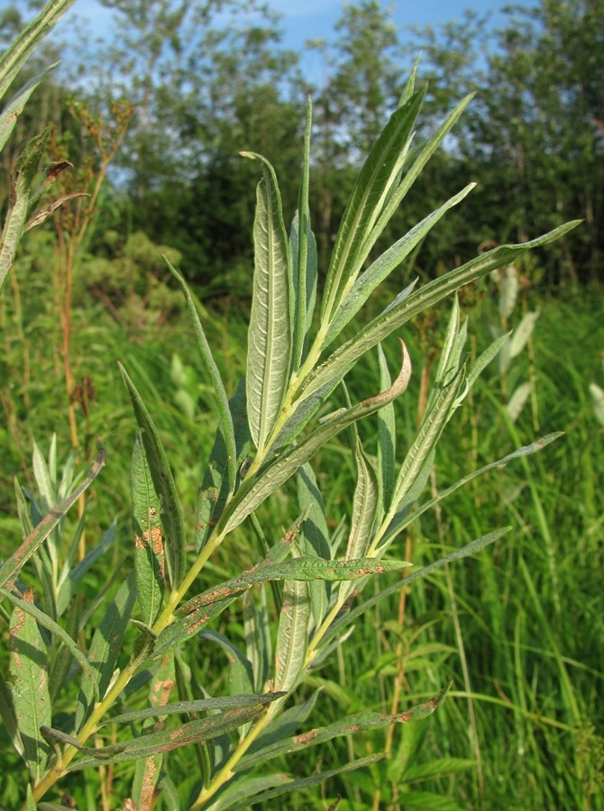 Image of Salix viminalis specimen.