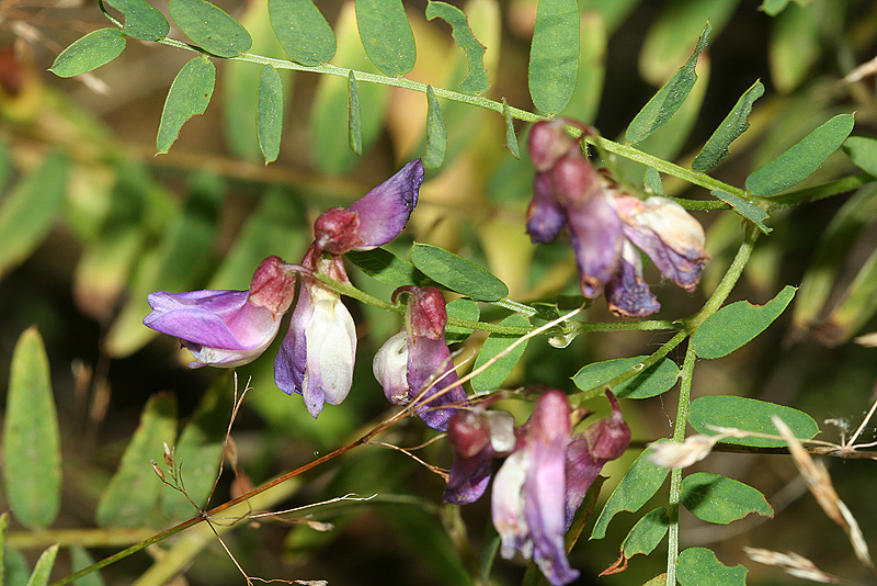 Изображение особи Vicia cassubica.