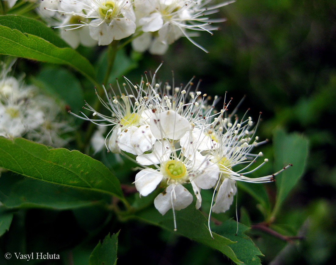 Изображение особи Spiraea chamaedryfolia.