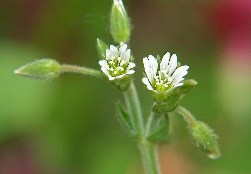 Image of Cerastium holosteoides specimen.