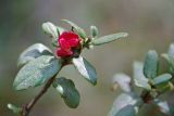 Rhododendron parvifolium