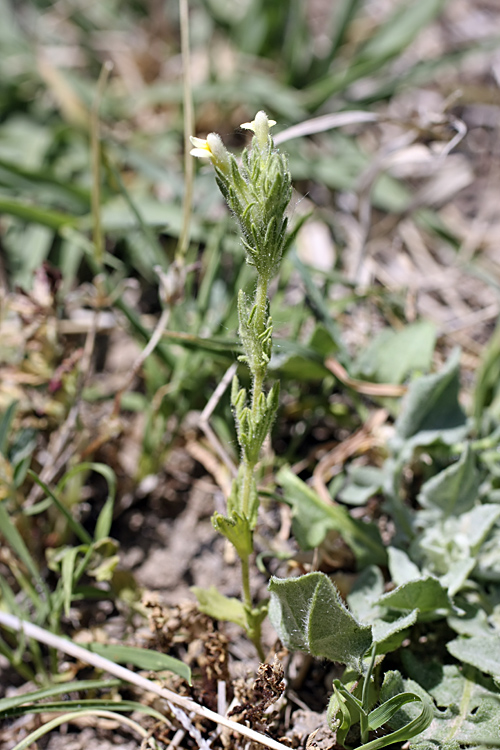 Image of Parentucellia flaviflora specimen.