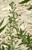 Scrophularia cretacea. Верхушки побегов с цветками. Ростовская обл., Куйбышевский р-н, окр. с. Лысогорка, на меловом склоне. 17.07.2011.