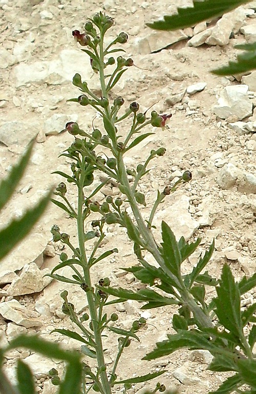 Image of Scrophularia cretacea specimen.
