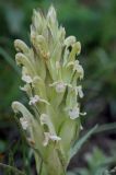 Pedicularis alatauica