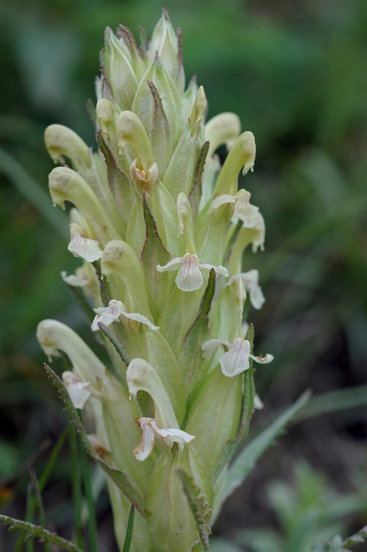 Изображение особи Pedicularis alatauica.