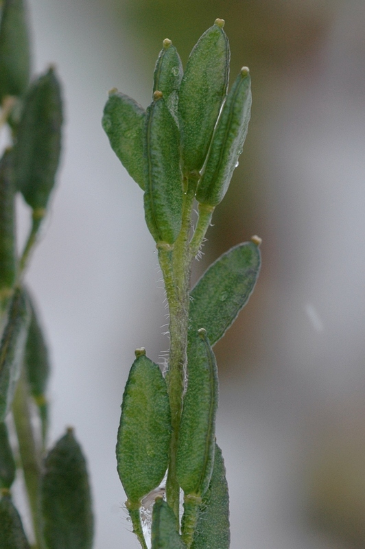 Изображение особи Draba parviflora.