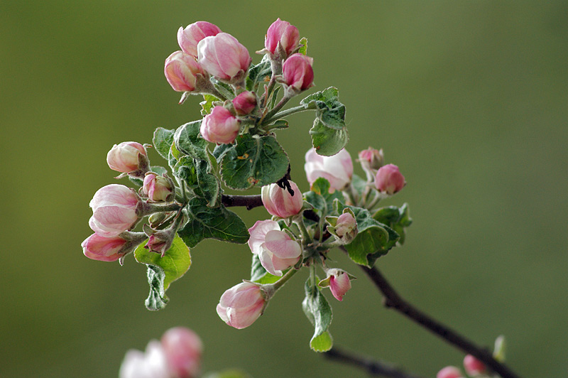 Изображение особи Malus domestica.