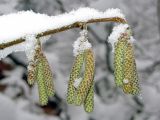 Corylus avellana