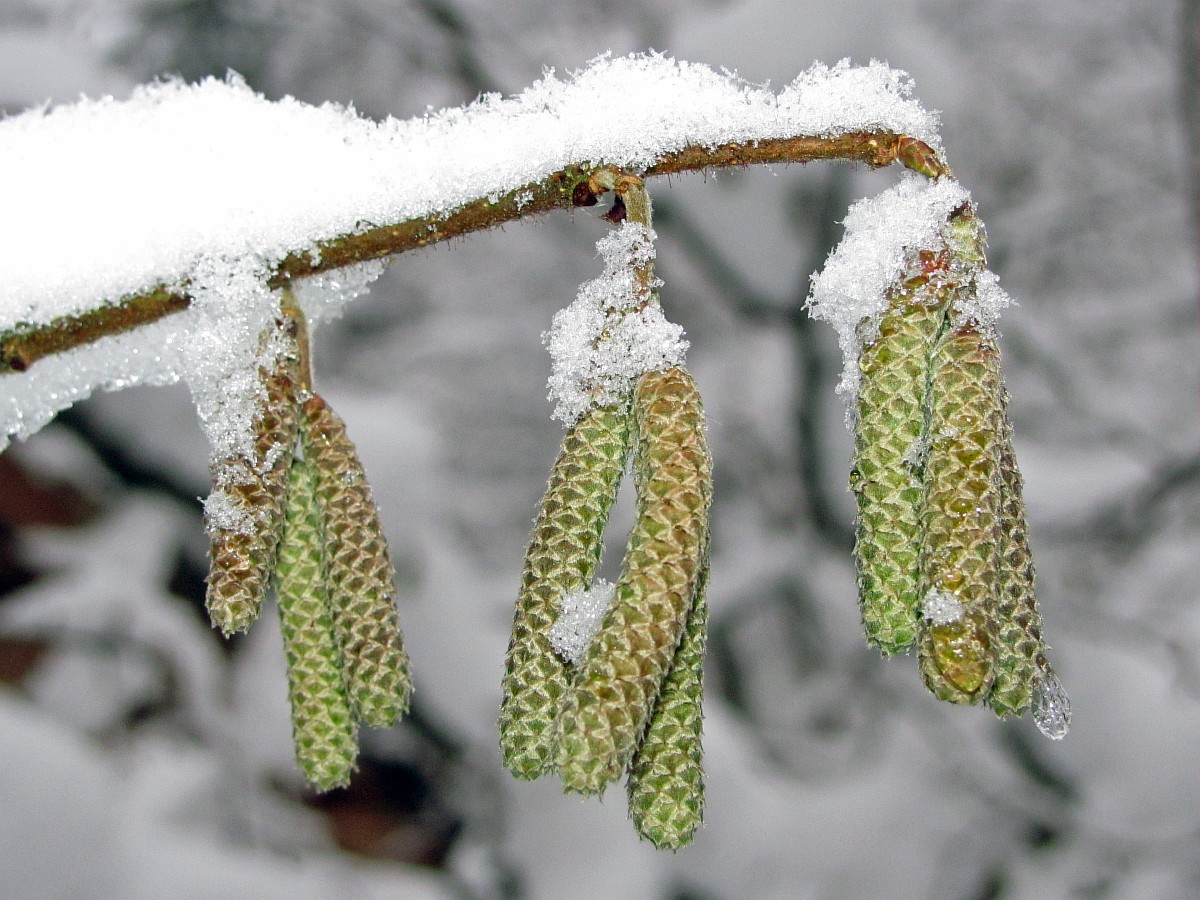 Изображение особи Corylus avellana.