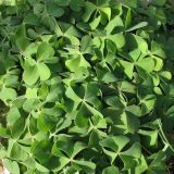 Oxalis articulata