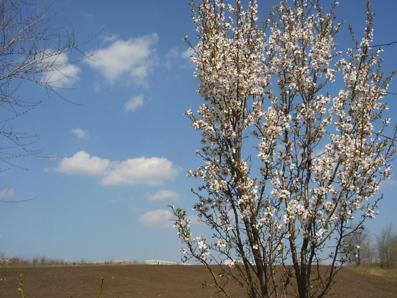 Изображение особи Amygdalus communis.