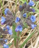 Pulmonaria angustifolia