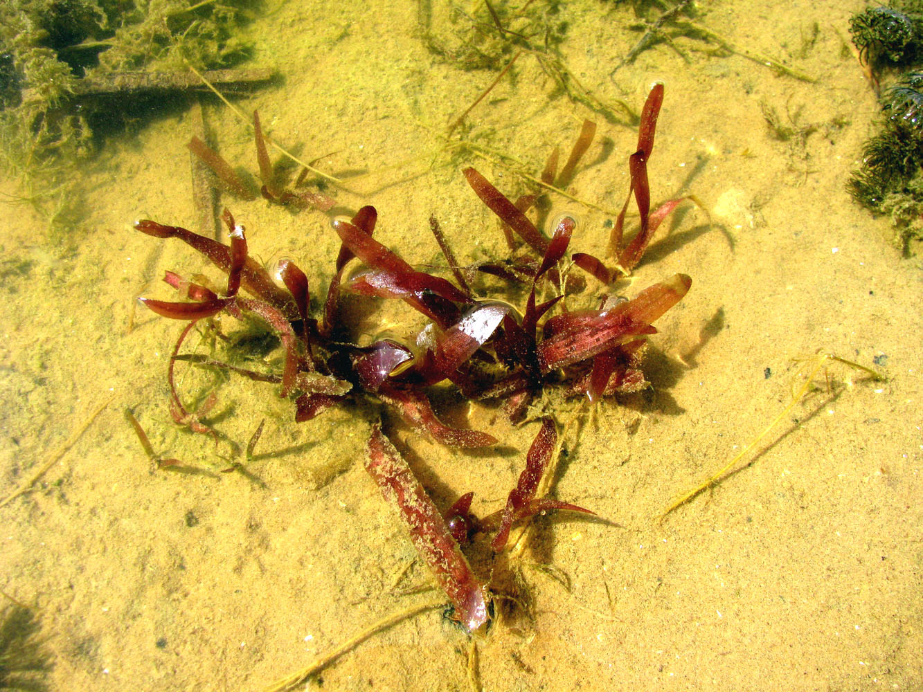 Изображение особи Vallisneria spiralis.
