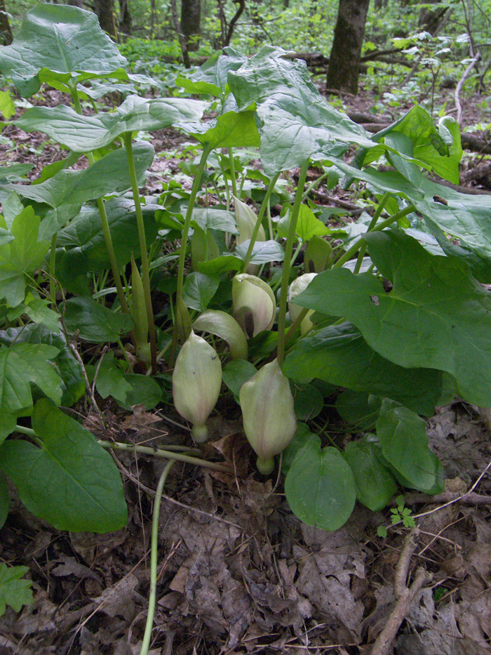 Изображение особи Arum orientale.