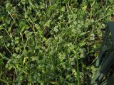 род Valerianella