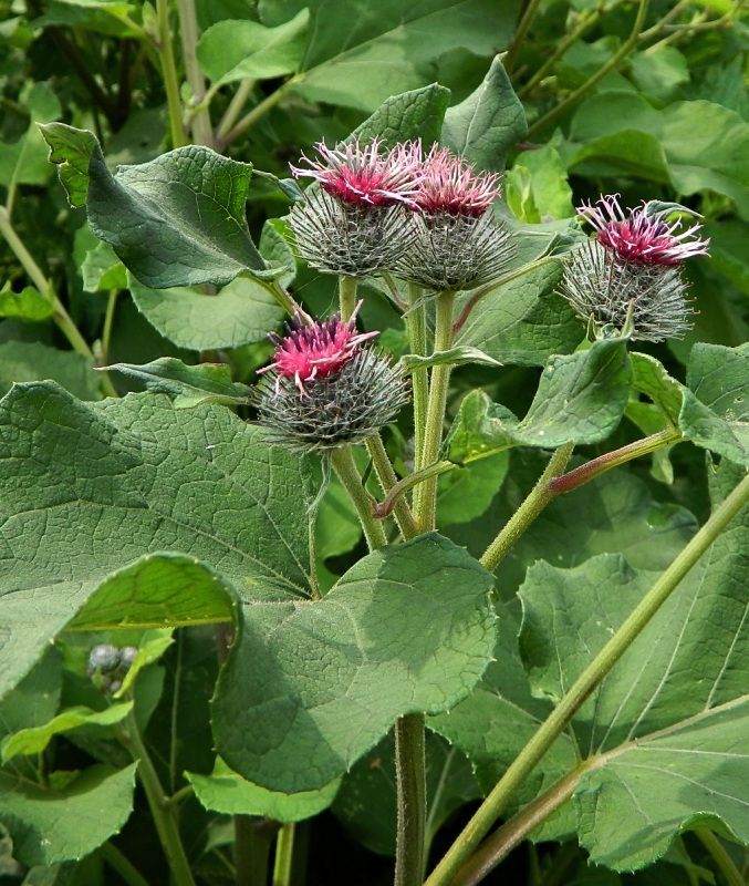 Изображение особи Arctium tomentosum.