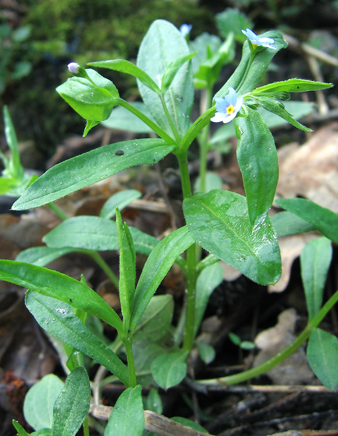 Изображение особи Omphalodes scorpioides.