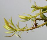 Pieris japonica. Молодые побеги. Германия, г. Кемпен, в культуре. 27.04.2012.