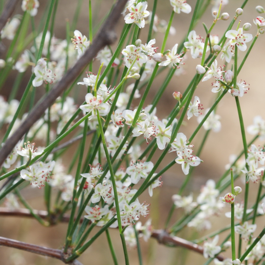 Изображение особи Calligonum aphyllum.