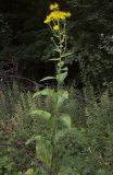 Inula helenium. Цветущее растение у дороги. Курская обл., Железногорский р-н, с. Гнань. 24 июля 2007 г.